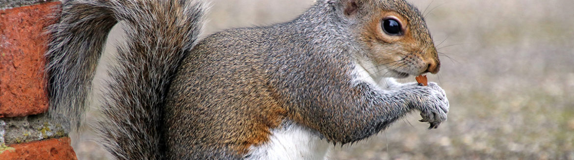 Mitigate Rodent Damage for Rodent Insurance Claims.