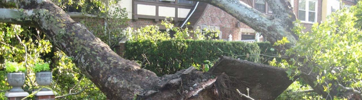 Neighbor's Tree Fell On My House, now what?