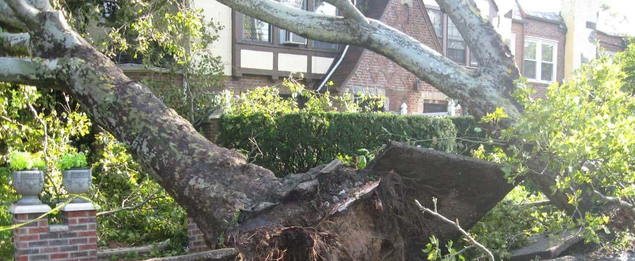 Who Pays If A Neighbor s Tree Falls On My House Insurance 